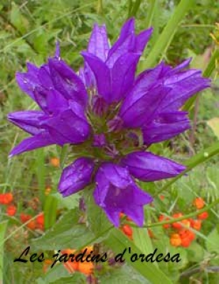 Campanula glomerata dahurica 
